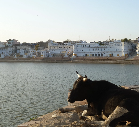 cow