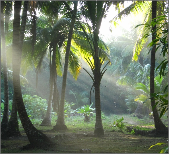 forest