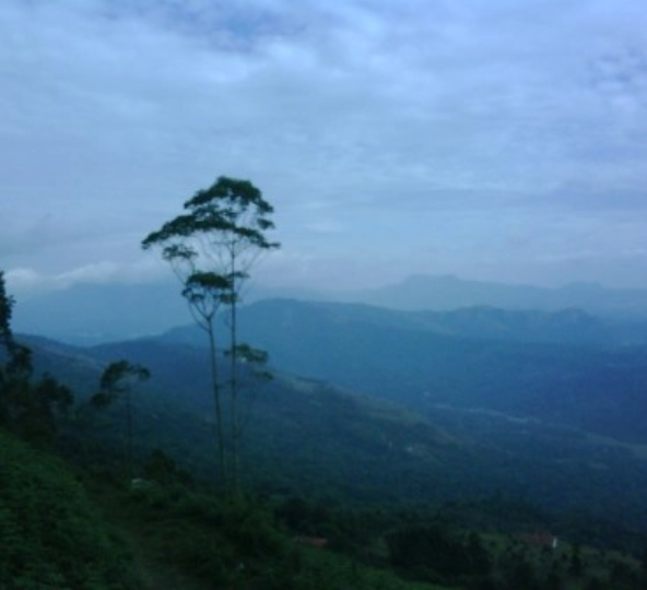 tree