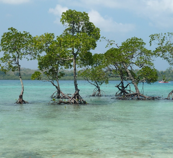 water-tree